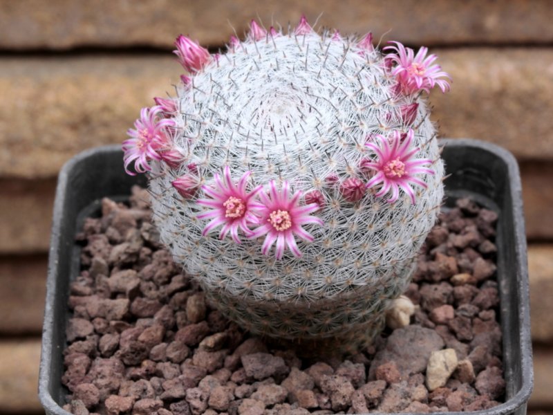 Mammillaria pseudoperbella 