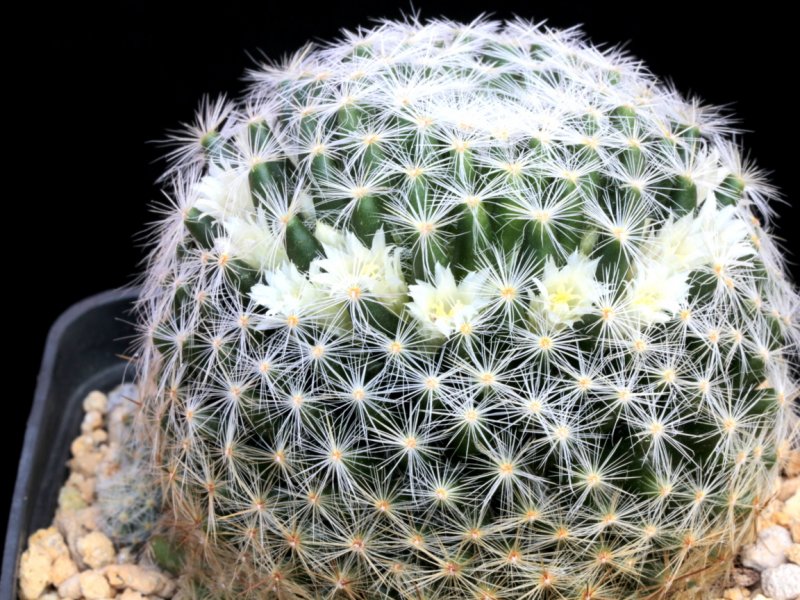 Mammillaria schiedeana ssp. dumetorum 