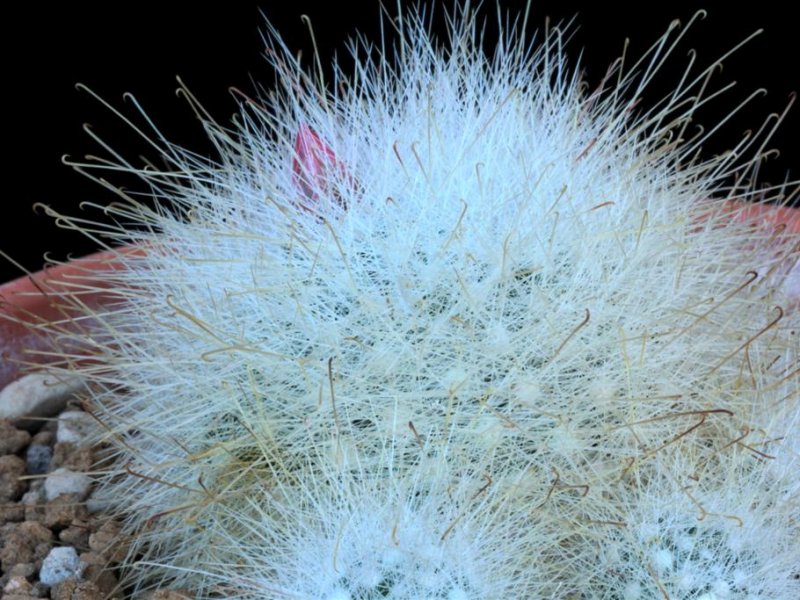 Mammillaria senilis 