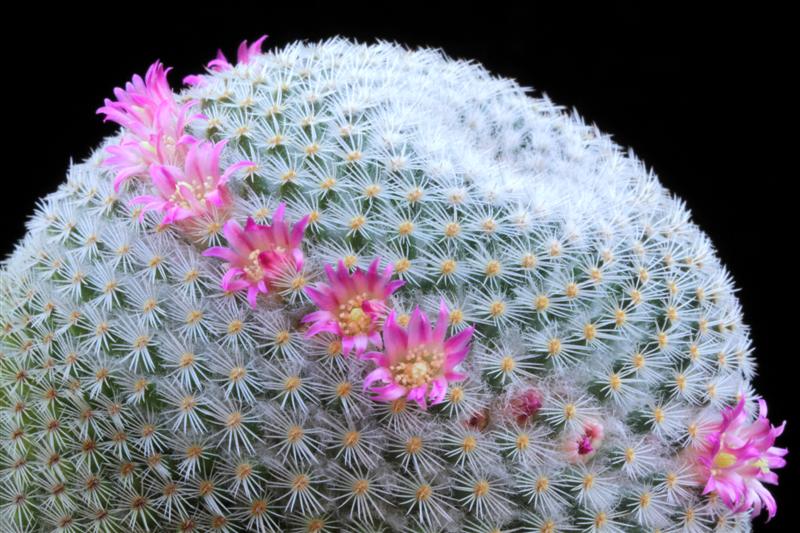 Mammillaria supertexta 