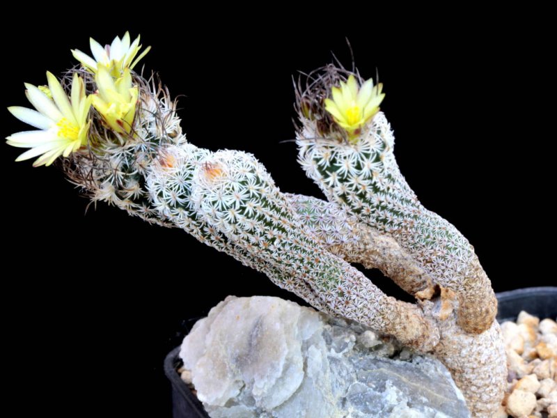 Turbinicarpus krainzianus forma minima 