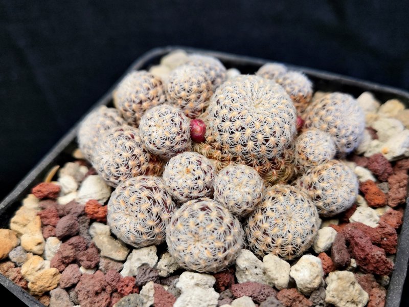 Sulcorebutia langeri VZ327/5