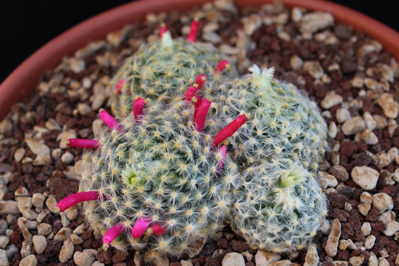 Mammillaria schiedeana 