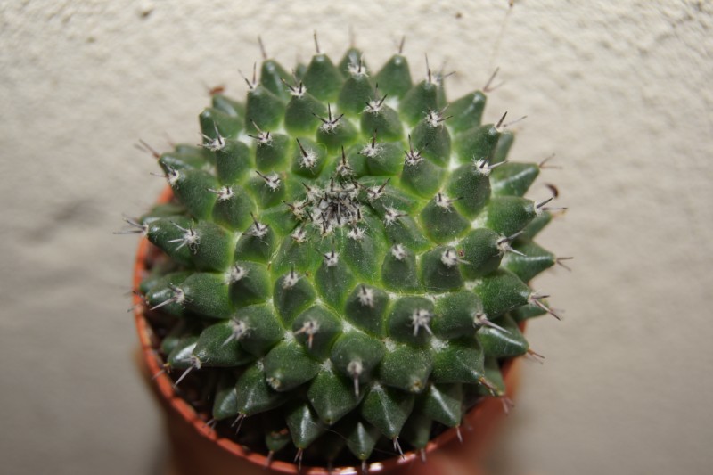 mammillaria  1
