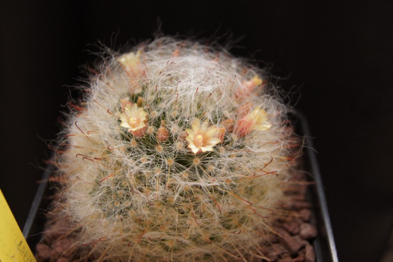 Mammillaria bocasana 