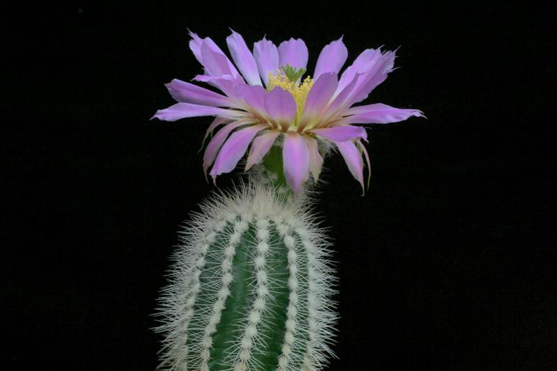 Echinocereus reichenbachii ssp. baileyi 