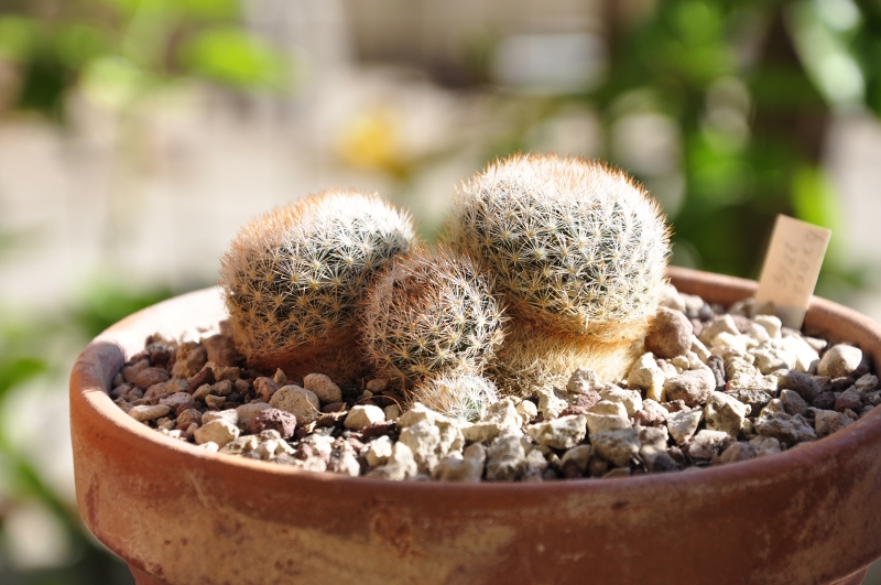 Mammillaria brachytrichion WK 473