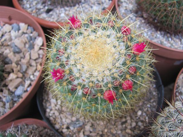 Mammillaria rhodantha ssp. pringlei 