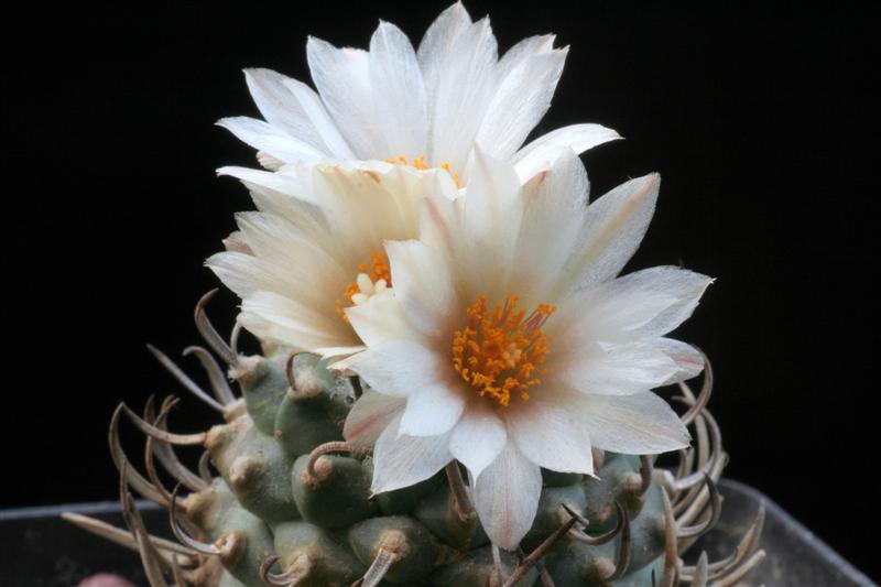 Turbinicarpus schwarzii 