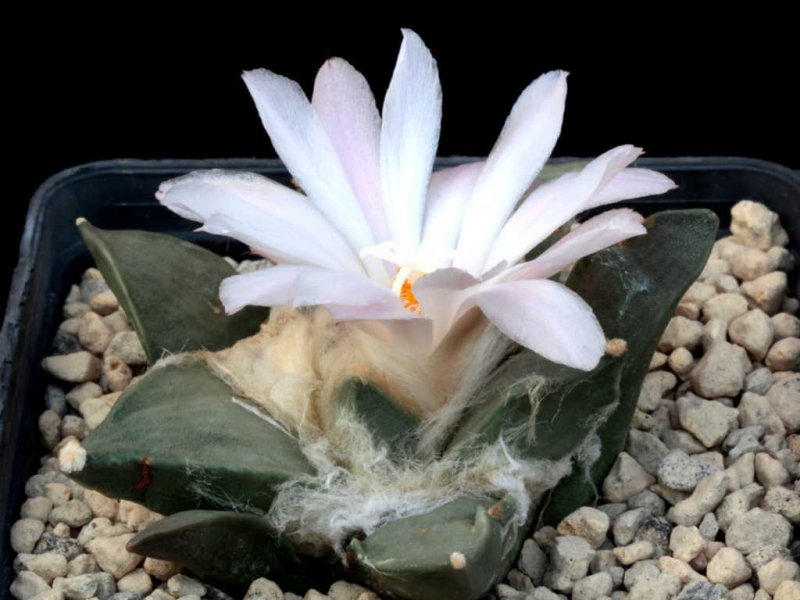 Ariocarpus retusus 