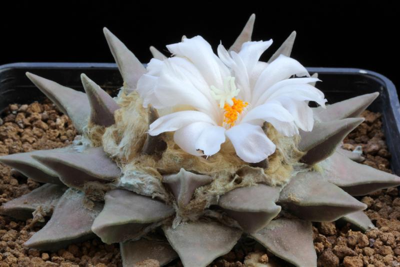 Ariocarpus retusus 