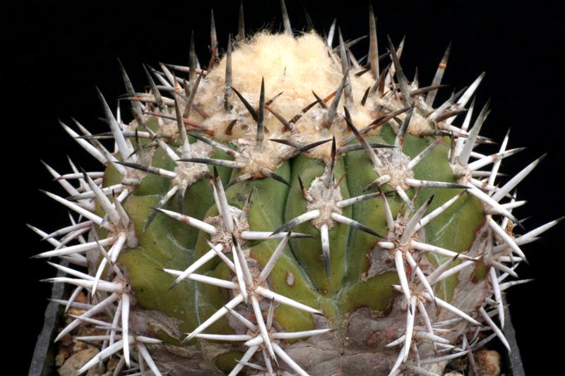 Copiapoa echinoides 