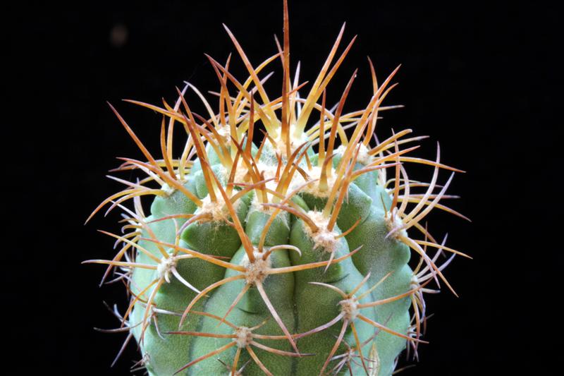 Copiapoa solaris 