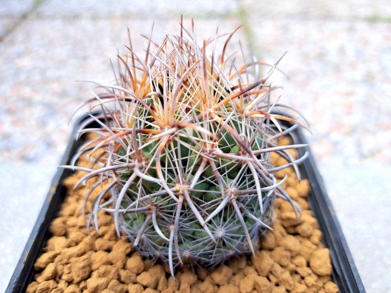 Coryphantha kracikii 