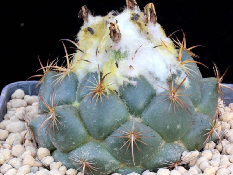 Coryphantha pallida ssp. calipensis 