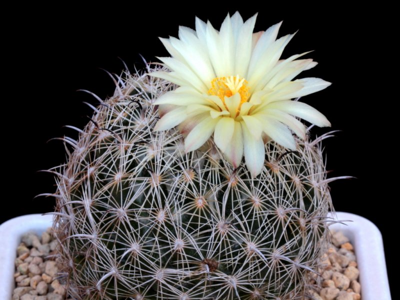 Coryphantha palmeri 