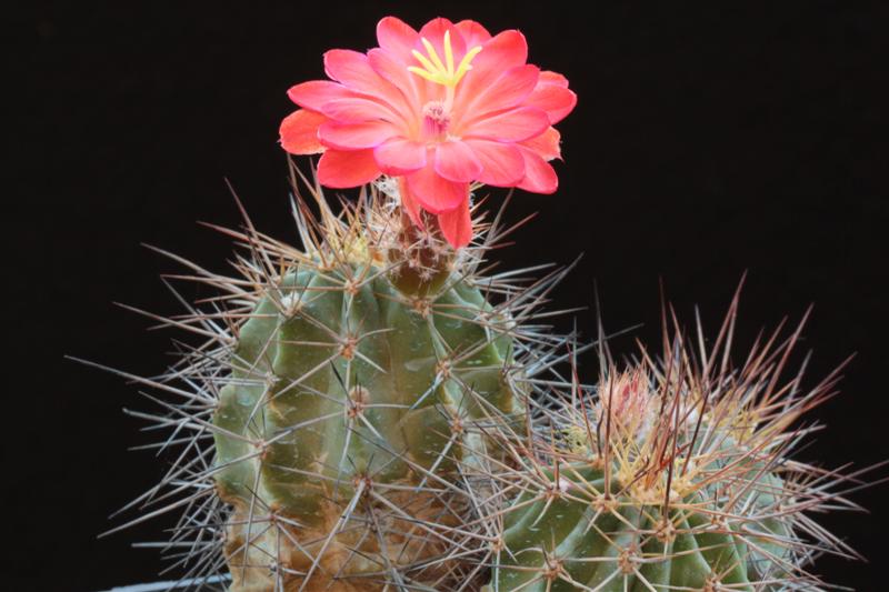 Echinocereus polyacanthus 