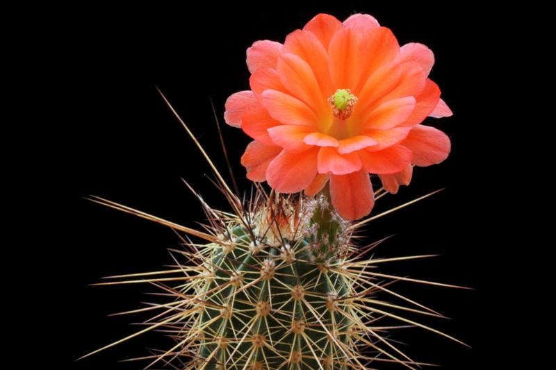 Echinocereus polyacanthus CH 605b