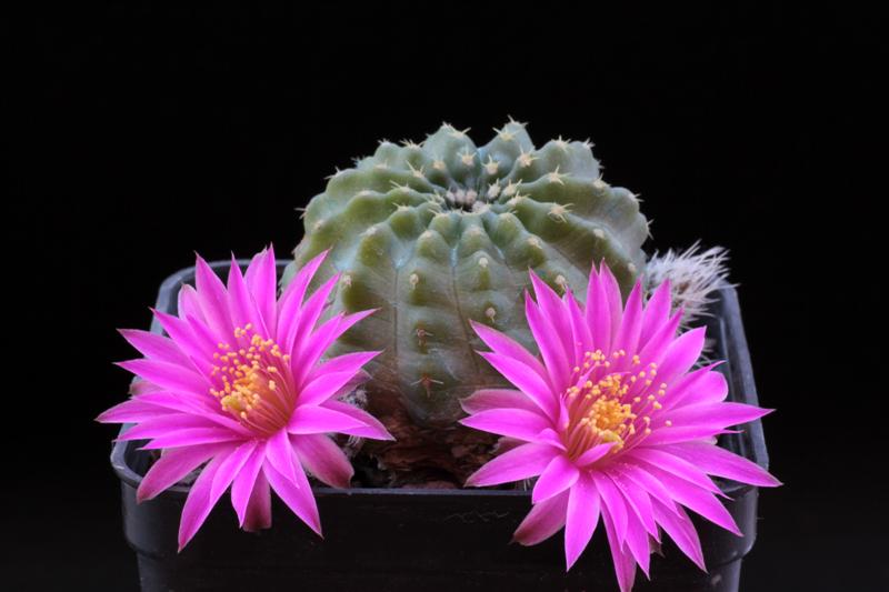 Echinocereus pulchellus 