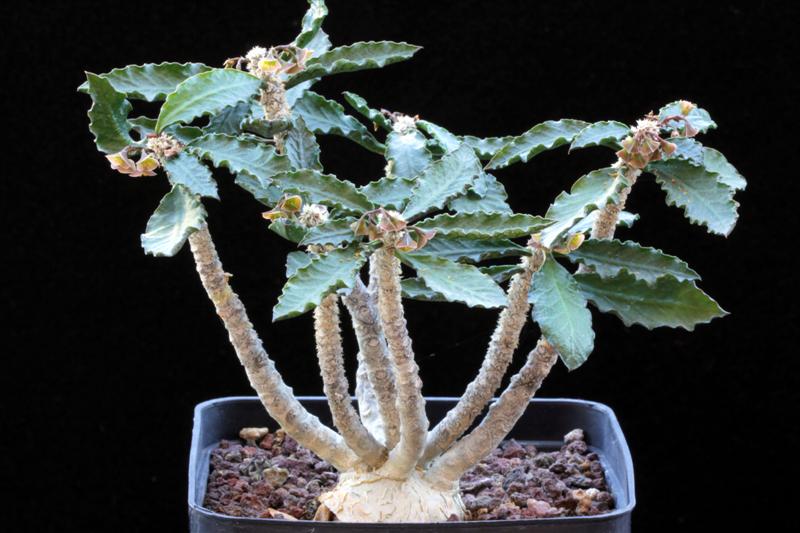 Euphorbia ambovombensis 