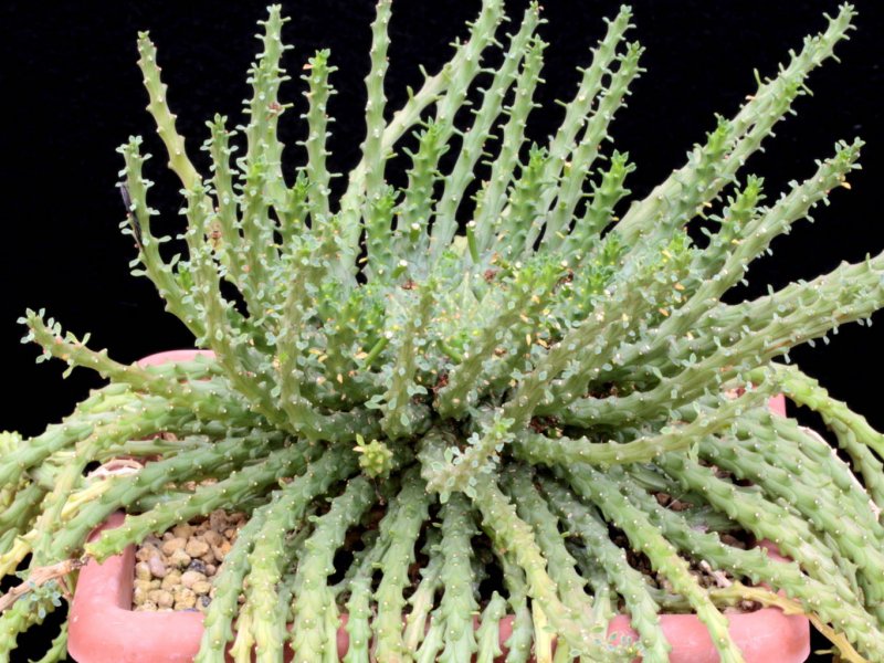 Euphorbia brevirama 