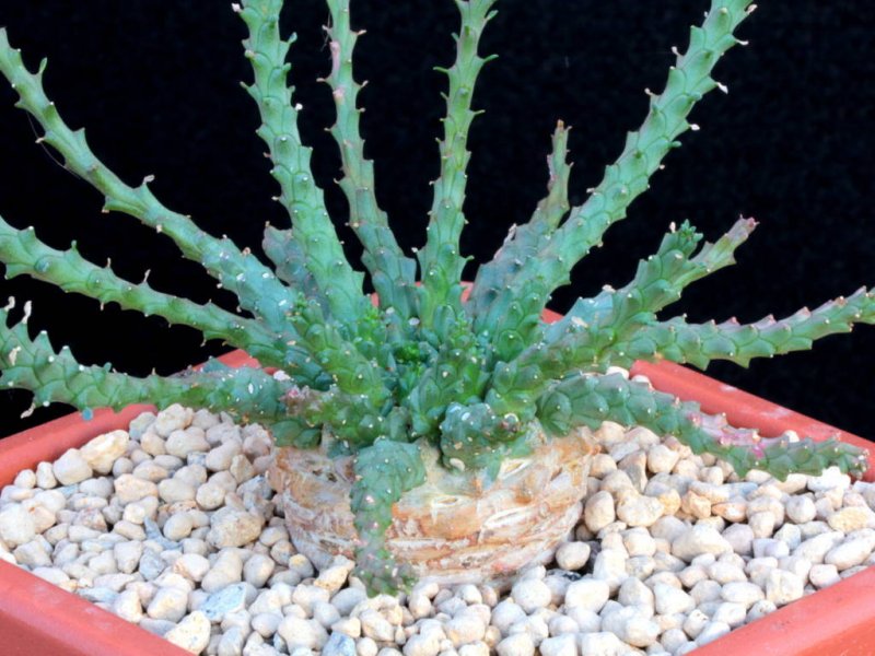 Euphorbia medusae "palmeri 1336" 