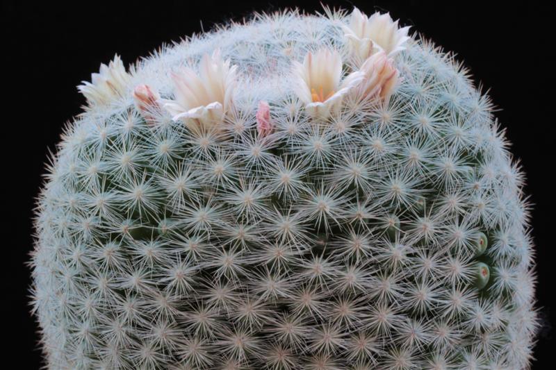 Mammillaria candida 