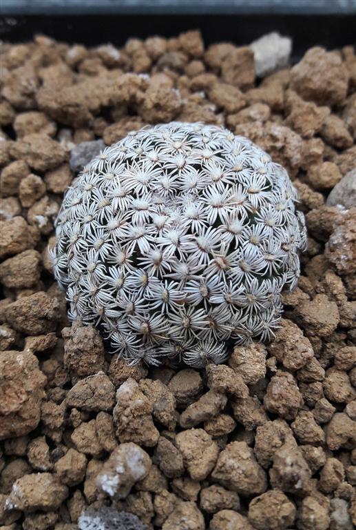 Mammillaria hernandezii 