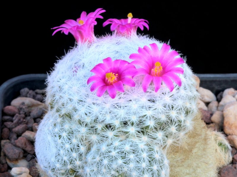 Mammillaria humboldtii 