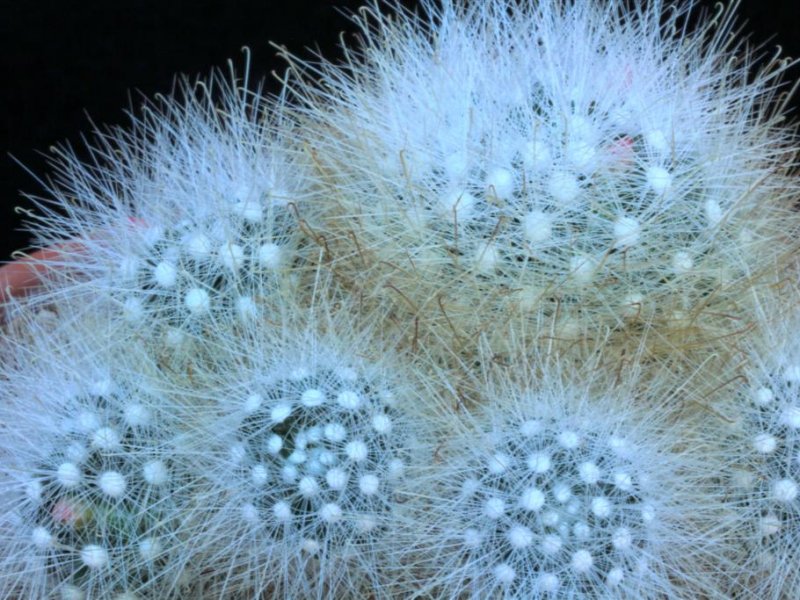 Mammillaria senilis 