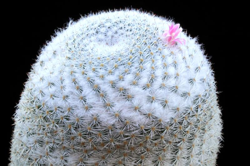 Mammillaria supertexta 