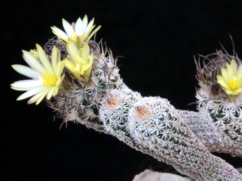 Turbinicarpus krainzianus forma minima 