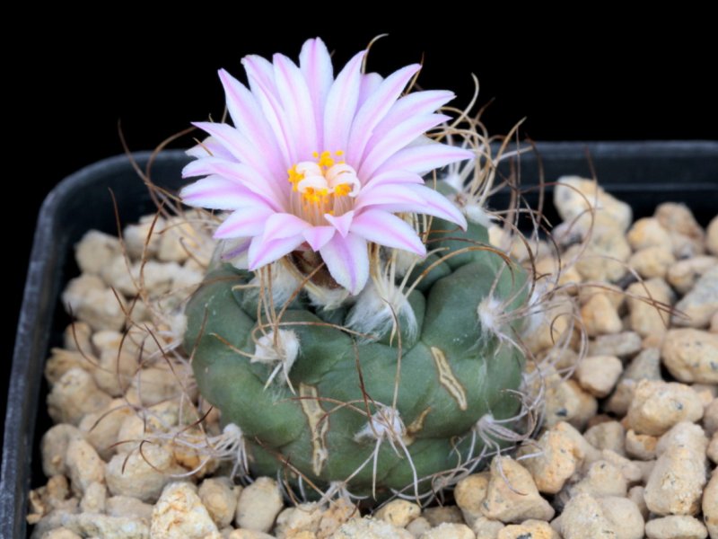 Turbinicarpus pseudomacrohele v,. alenae MZ 424