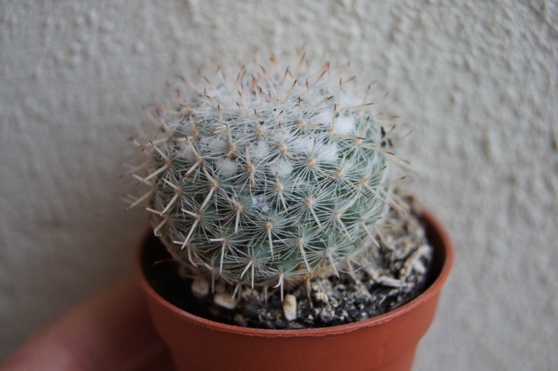 mammillaria  2