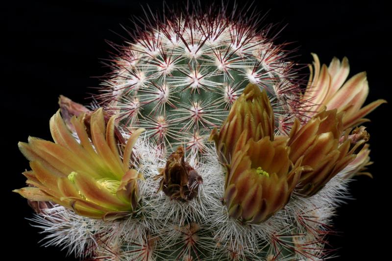 echinocereus  chloranthus v. neocapillus