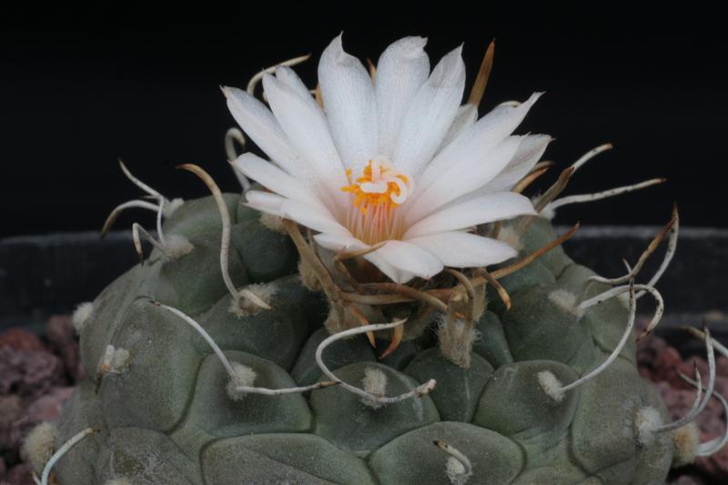 Turbinicarpus rioverdensis 