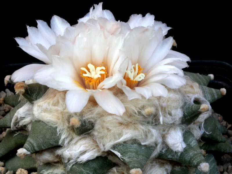 Ariocarpus retusus LS 150