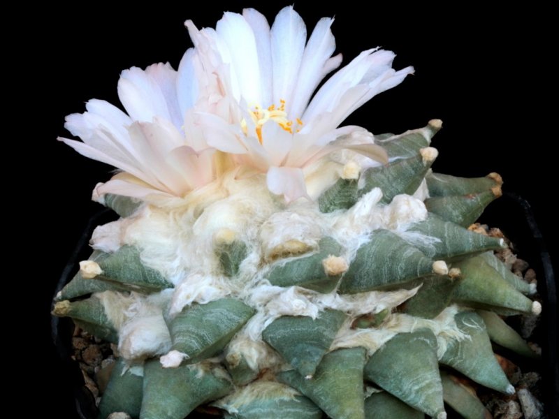 Ariocarpus retusus RS 150