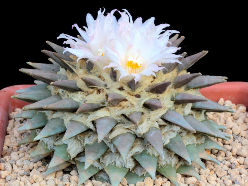 Ariocarpus retusus 