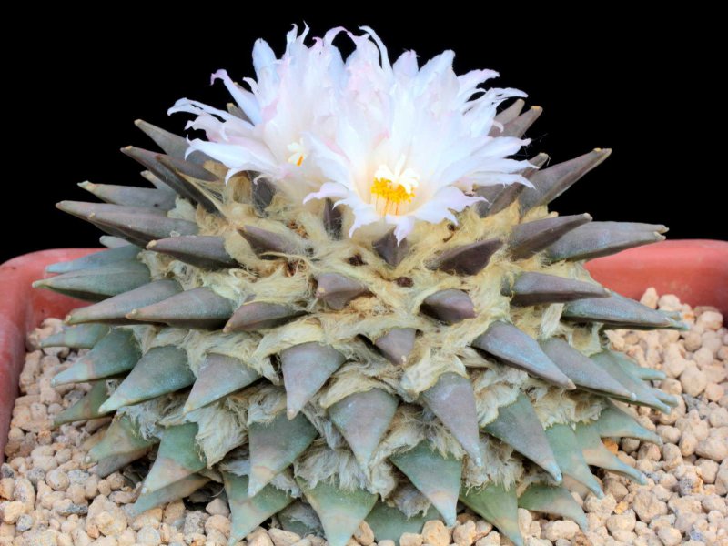 Ariocarpus retusus 