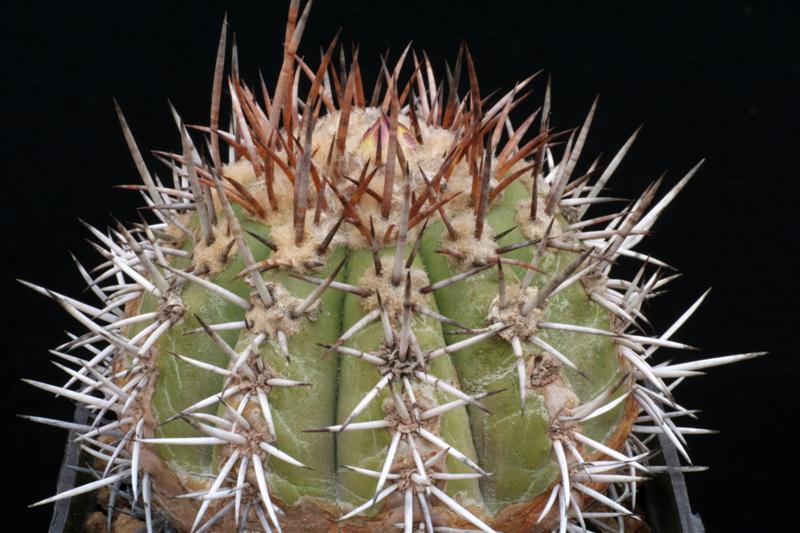 Copiapoa echinoides 