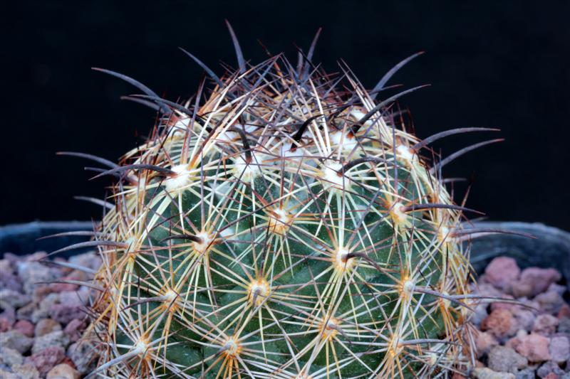 Coryphantha aff. delaetiana RS 1101