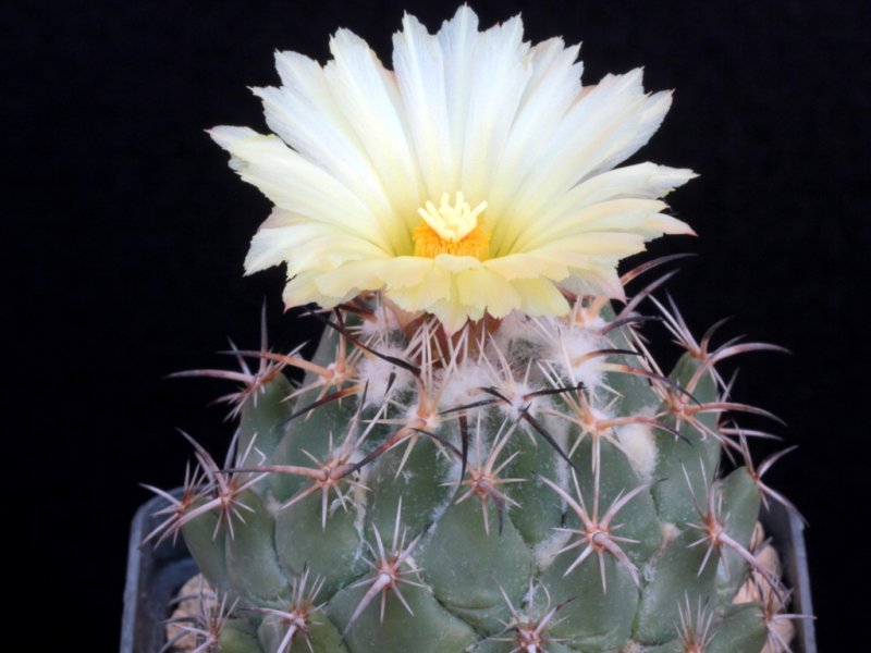 Coryphantha difficilis 