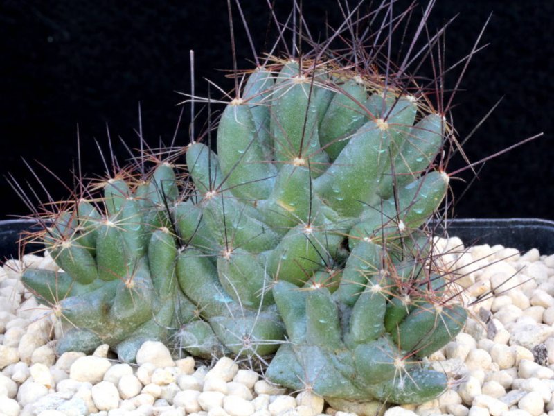 Coryphantha macromeris 