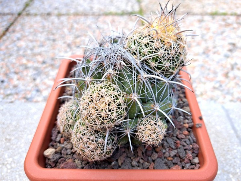 Coryphantha obscura SB 714