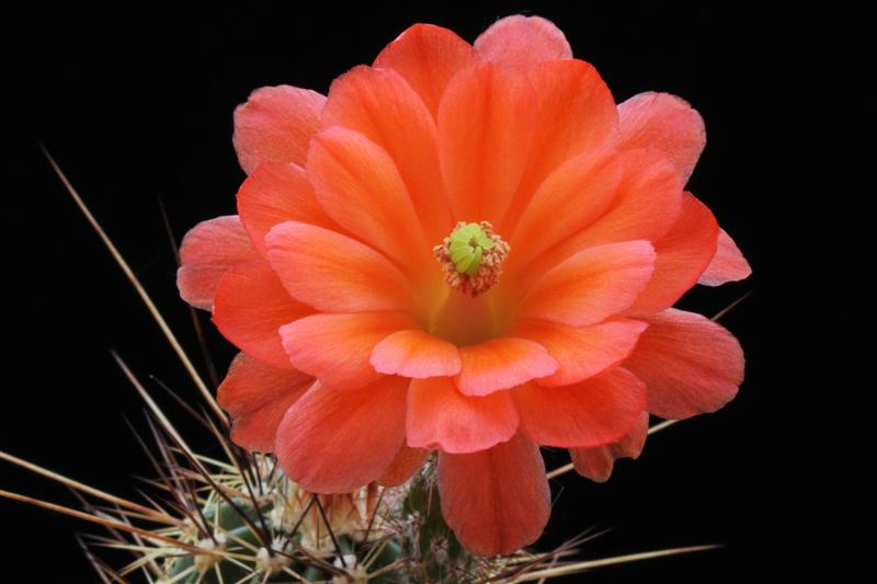 Echinocereus polyacanthus CH 605b