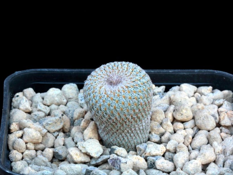 Epithelantha chihuahuensis 