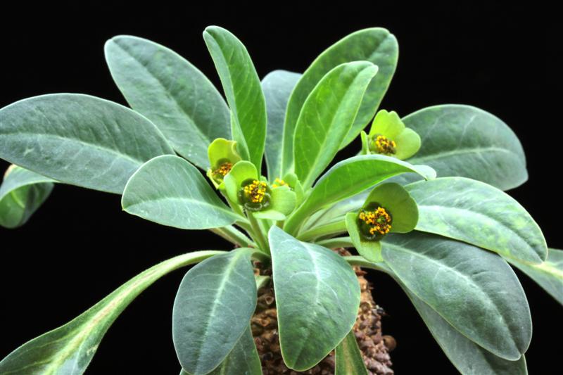 Euphorbia bupleurifolia 