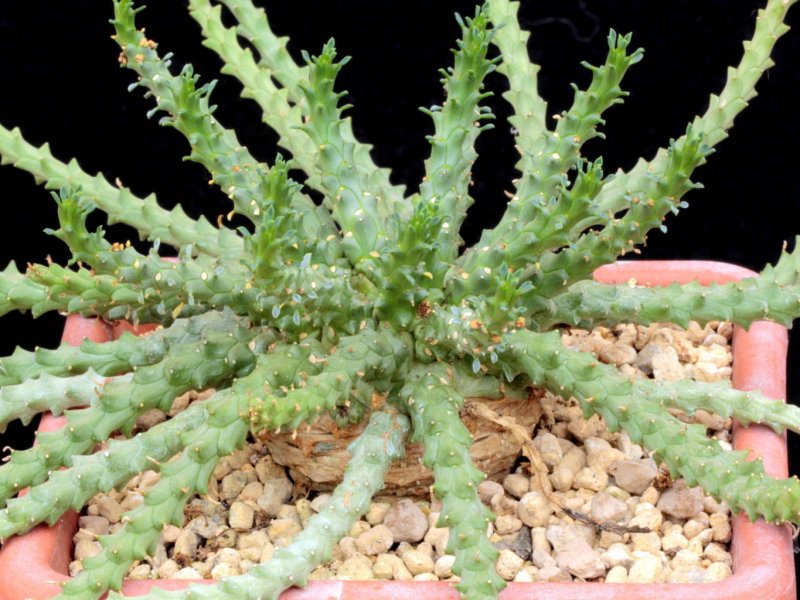 Euphorbia medusae "palmer 1336" 