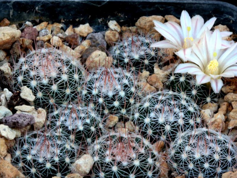 Mammillaria coahuilensis 